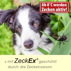 insektoVet ZeckEx 20 ml
